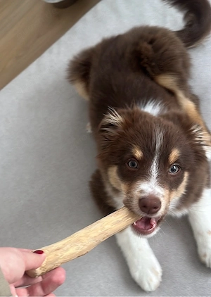 mini aussie welpe 