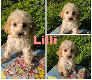 Cockapoo Welpen suchen ein schönen 