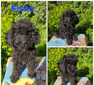 Cockapoo Welpen suchen ein schönen 