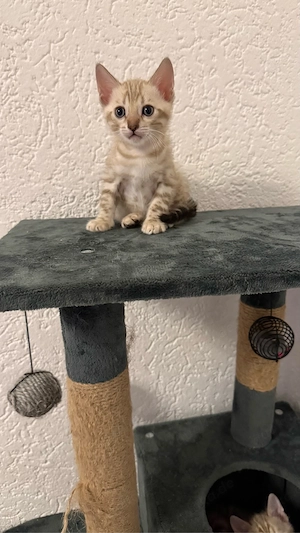 Reinrassige Bengal Kitten (Snow Bengal)