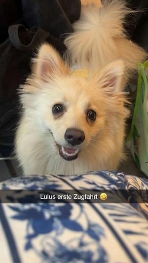 lulu zwergspitz 