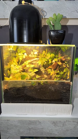 Vogelspinne mit Terrarium 