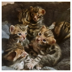 Wunderschöne Reinrassige Bengalkitten mit Stammbaum Reservierung jetzt möglich 