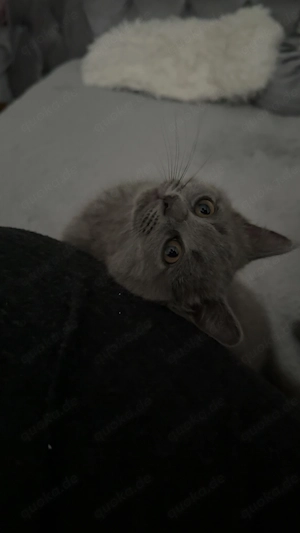 British Kurzhaar Babykatze