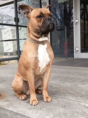 Retro Franz. Bulldogge Mischlingsrüde Bild 4