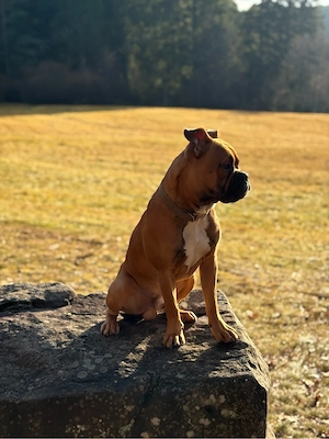 Retro Franz. Bulldogge Mischlingsrüde
