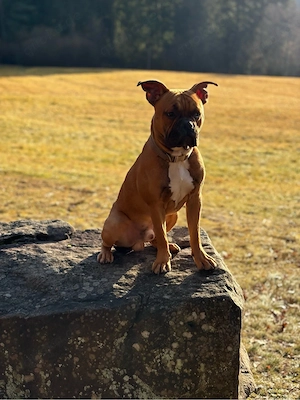 Retro Franz. Bulldogge Mischlingsrüde Bild 2
