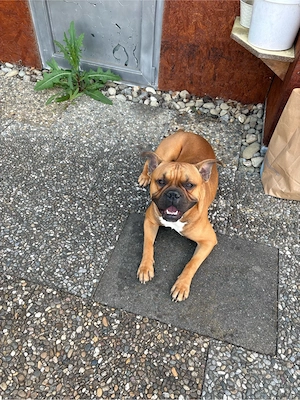 Retro Franz. Bulldogge Mischlingsrüde Bild 5