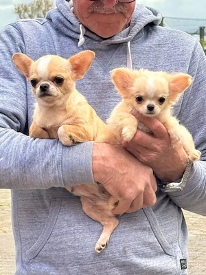 2 süße Chihuahua Welpen 