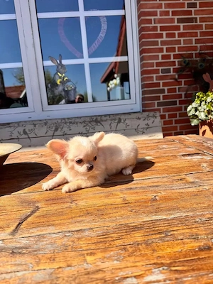 2 bezaubernde Chihuahua-Welpen 