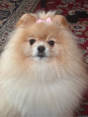 pomeranian rüde