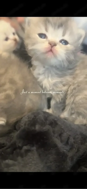 baby katze