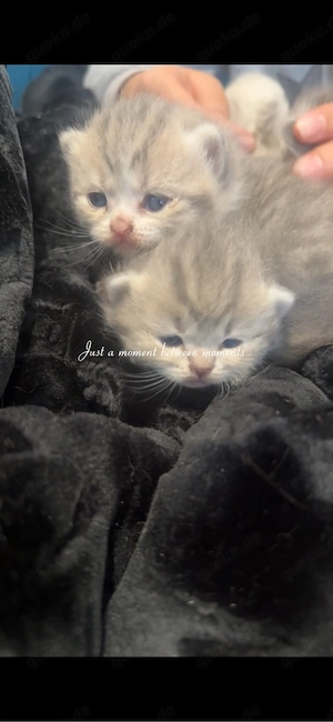 baby katze