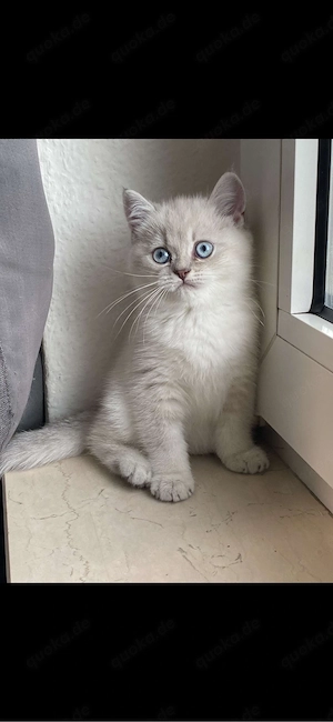 katze bhk 