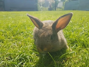 Murphie - 16 Wochen - Zwergkaninchen, kleinbleibend