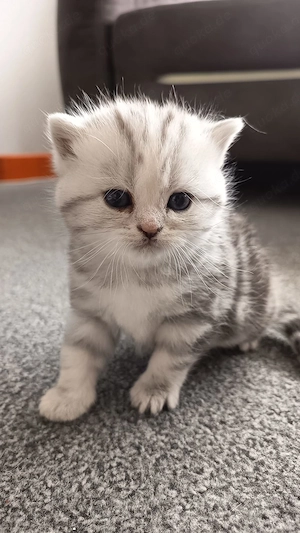 Baby Katze BKH 