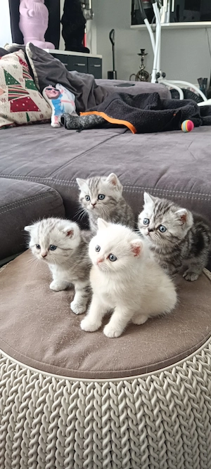 BKH Baby Katze 