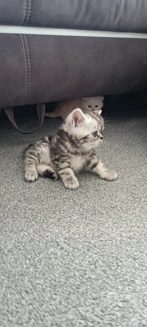 BKH Baby Katze 
