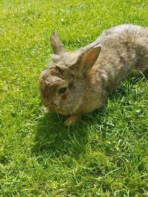 Herbie - 1 Jahr junges Kaninchen, Rammler - aus Freilandhaltung