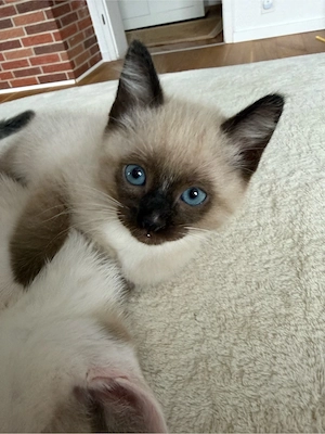 Ragdoll Snowshoe Kater 