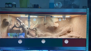 terrarium, wüstenterrarium, varanus, uromastyx