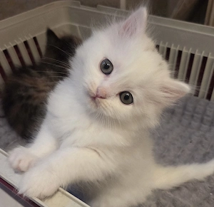 Katzenbabys Allergikerfreundlichen 