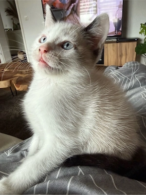 Ragdoll Snowshoe Katze 