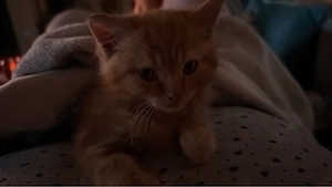 Mix Kitten m w 10 Wochen