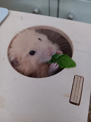 Teddyhamster, ca. 6 Monate alt, in gute Hände zu verschenken 