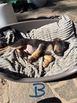 schäferhund mischling welpen 