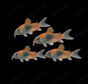 Venezuela Panzerwels Osteogaster venezuelanus 