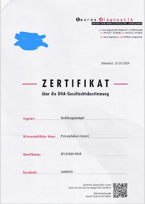 reserviert Goldbugpapagei  Meyerspapagei 0,1 Bild 4