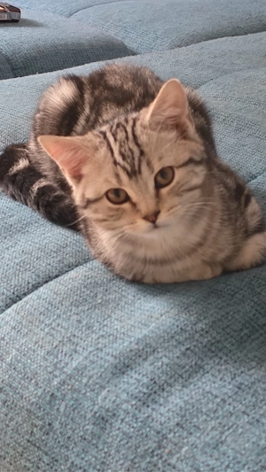 amerikanische KurzhaarKatze