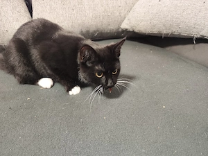 katze mit zubehör