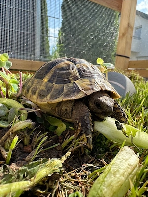 Griechische Landschildkröte (vermutlich Weibchen)