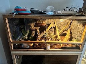 2 Kornnattern Weibchen + Terrarium komplett abzugeben 