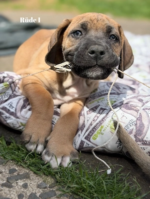 Boerboel Reinrassig