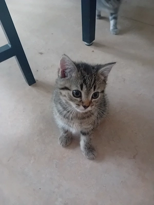 Suße Rassige BHK  Kitten  junge 