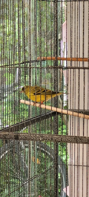 Kanarienvogel gute Sänger Männchen. 