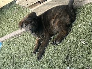 Labrador mix Hündin  Bild 2
