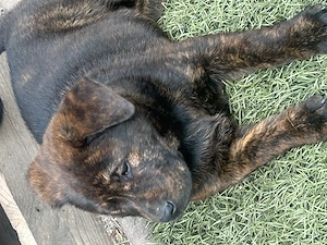 Labrador mix Hündin 