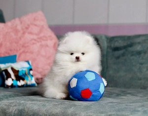 Reinrassige Pomeranian Zwergspitz Welpen