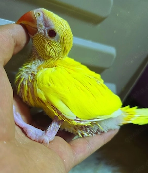 Halsbandsittiche papagei weiter Handaufzucht 5Woche alt Babys vogel handzahm 