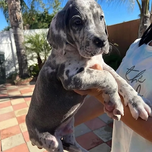 04 Süße Deutsche Dogge Welpen Suchen ein zuHause. Bild 2