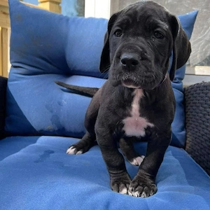 04 Süße Deutsche Dogge Welpen Suchen ein zuHause.
