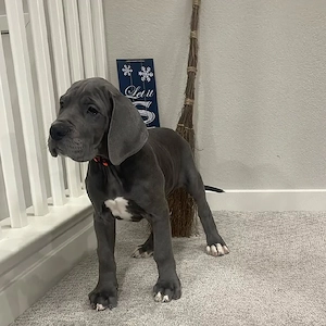 04 Süße Deutsche Dogge Welpen Suchen ein zuHause. Bild 3