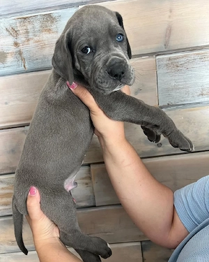 04 Süße Deutsche Dogge Welpen Suchen ein zuHause. Bild 4