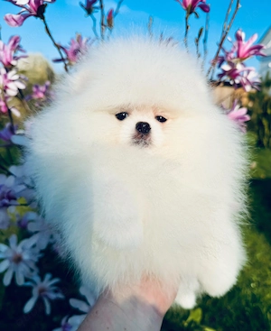 Pomeranian Mädchen sucht liebevolles Zuhause