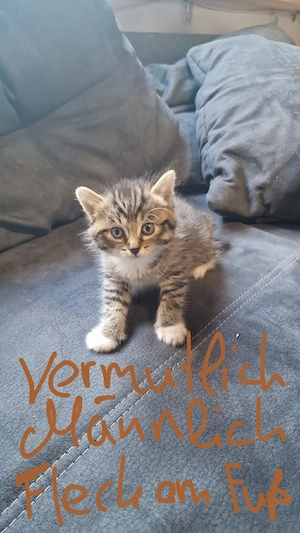 Vier kleine Abenteurer suchen ein liebevolles Zuhause!   