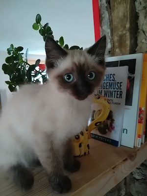 *Ragdoll* Siam Mix Kitten 